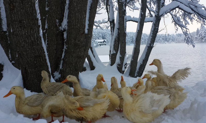 Gölcük Tabiat Parkı projesi iptal edildi