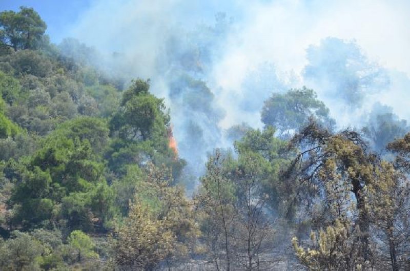 Bursa'da orman yangını