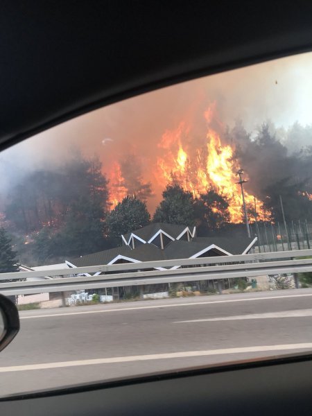 Bursa'da orman yangını