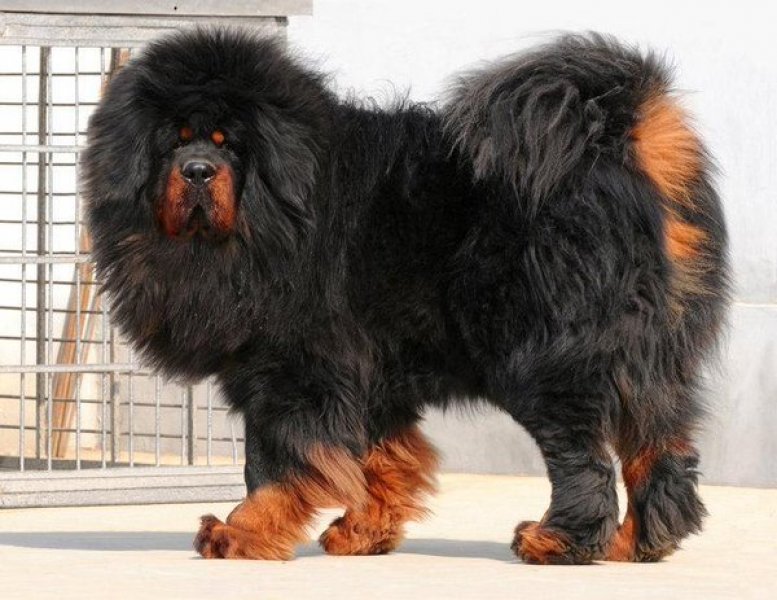 Tibet Mastifi dünyanın en pahalı köpeği