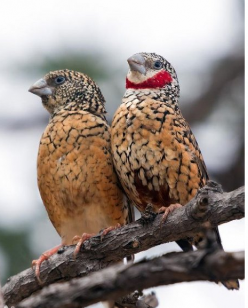 Doğanın en güzel renklerine sahip kuşlar