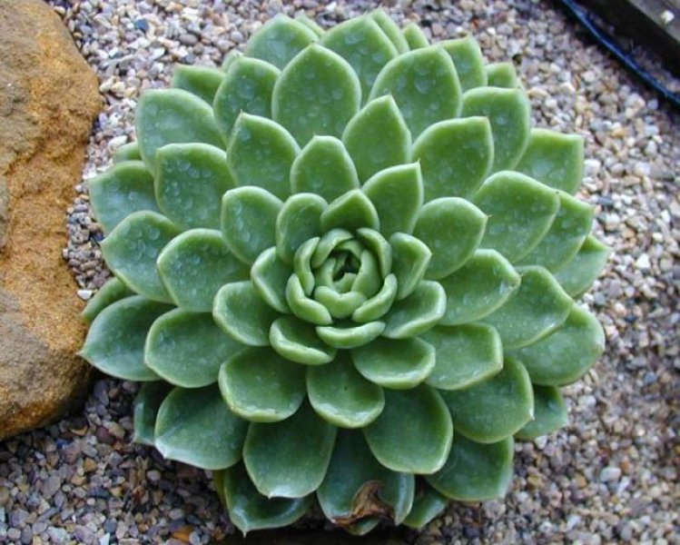 Dekorasyonda sukulent şıklığı