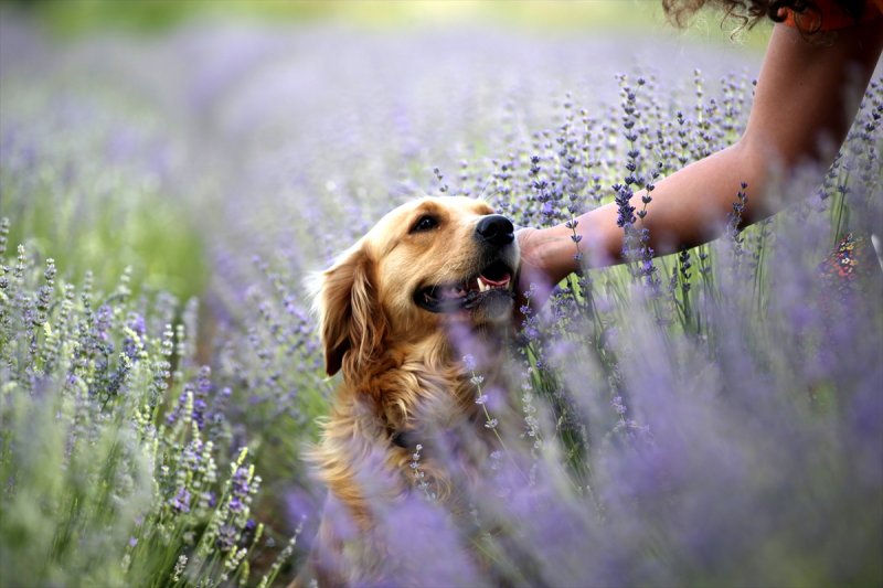 Edirne Lavanta Tarla Günleri'yle hareketlenecek