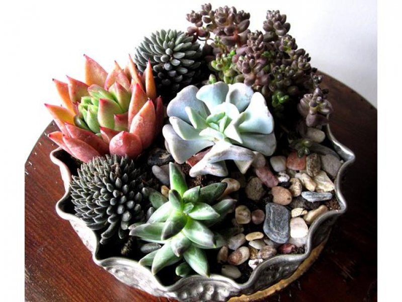 Dekorasyonda sukulent şıklığı
