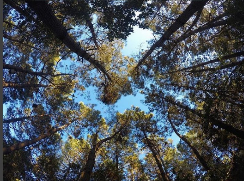 Türkiye'nin en kuzeyindeki saklı cennet: Hamsilos koyu