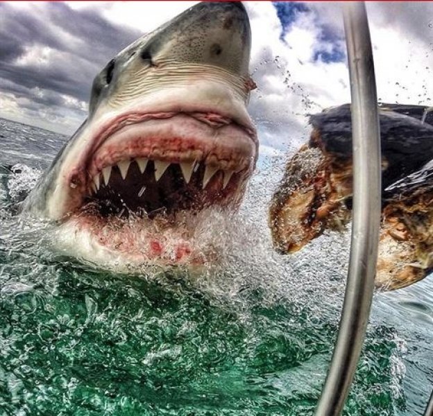 Dünyanın en vahşi köpekbalığını görüntüledi