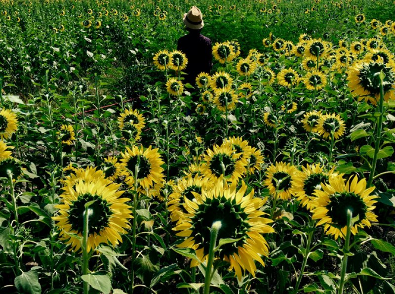 iPhone'larla çekilmiş fotoğraflar
