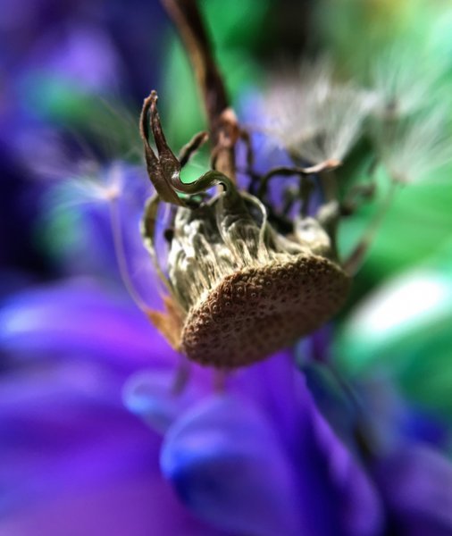 iPhone'larla çekilmiş fotoğraflar