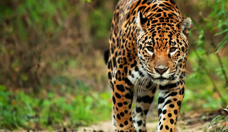 Jaguarın dev timsah avı