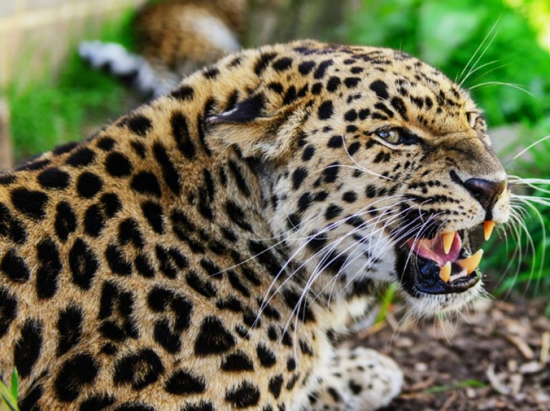 Jaguarın dev timsah avı