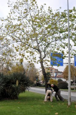 Yalova Belediyesi 180 ağaç kesti