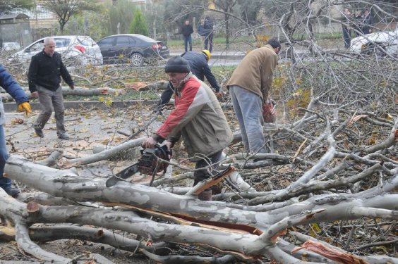 Yalova Belediyesi 180 ağaç kesti