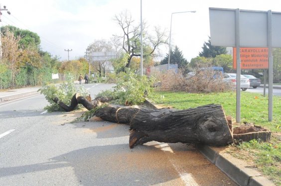 Yalova Belediyesi 180 ağaç kesti