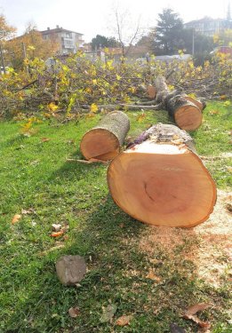 Yalova Belediyesi 180 ağaç kesti