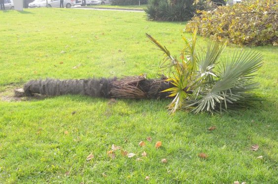 Yalova Belediyesi 180 ağaç kesti