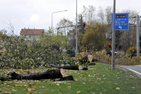 Yalova Belediyesi 180 ağaç kesti