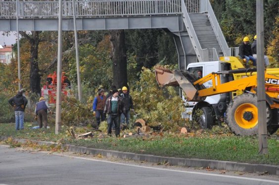 Yalova Belediyesi 180 ağaç kesti