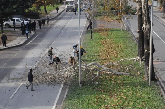 Yalova Belediyesi 180 ağaç kesti
