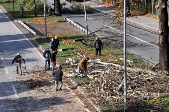Yalova Belediyesi 180 ağaç kesti