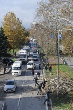 Yalova Belediyesi 180 ağaç kesti