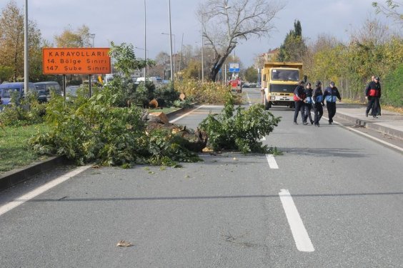 Yalova Belediyesi 180 ağaç kesti