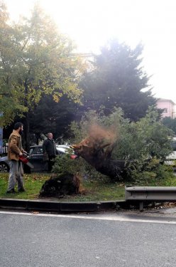 Yalova Belediyesi 180 ağaç kesti