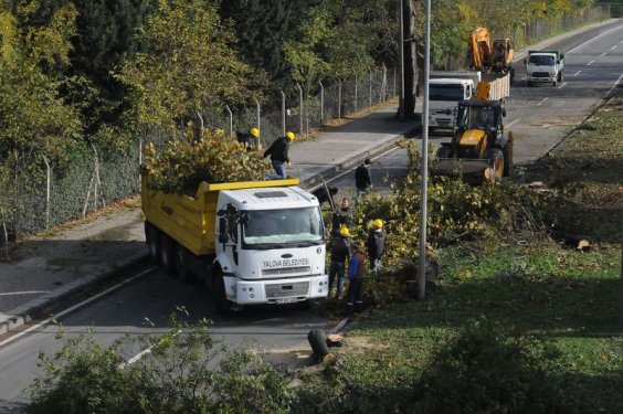 Yalova Belediyesi 180 ağaç kesti