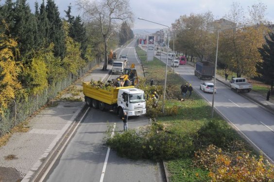 Yalova Belediyesi 180 ağaç kesti