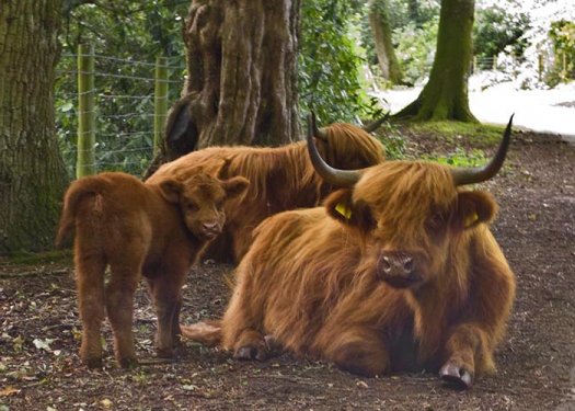 İskoçya’nın ilginç Highlander sığırı