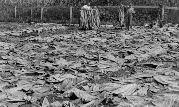 Sigaranın Amerika'nın keşfine uzanan tarihçesi