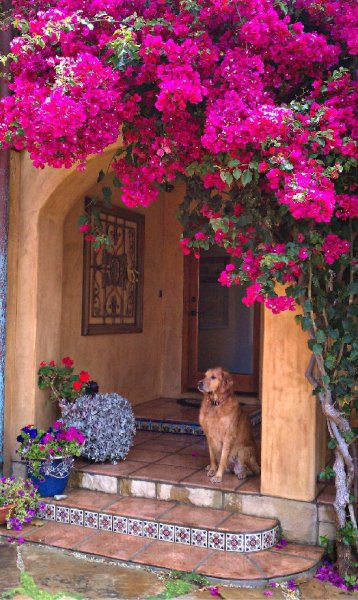 En güzel balkon ve bahçe çiçekleri