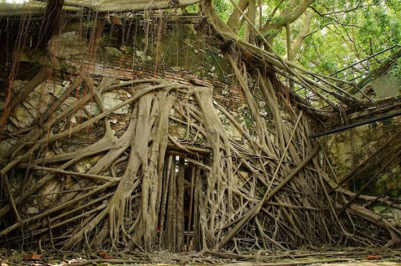 Banyan ağaçları tarafından yutulan ev