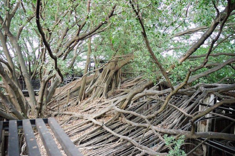 Banyan ağaçları tarafından yutulan ev