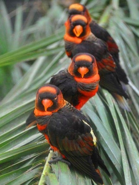 Doğanın en güzel renklerine sahip kuşlar