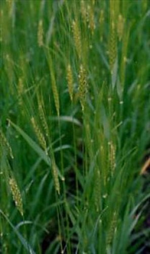 Buğday çimi suyunu içtiniz mi