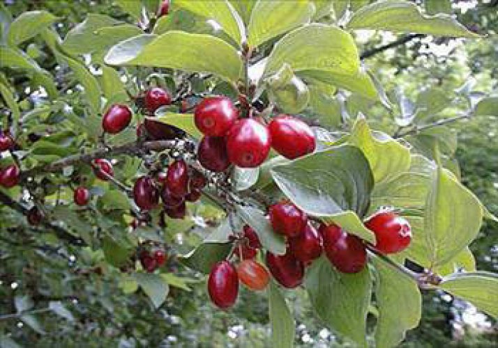 Buğday çimi suyunu içtiniz mi