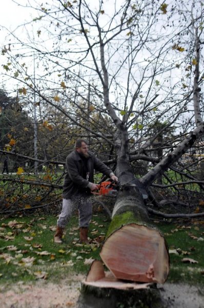 Yalova Belediyesi 180 ağaç kesti