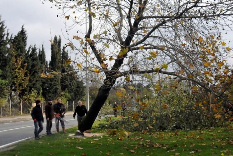 Yalova Belediyesi 180 ağaç kesti