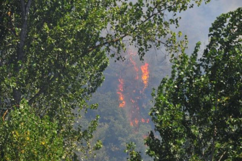 Bursa'da orman yangını