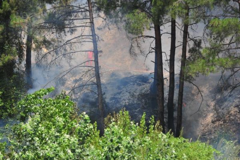 Bursa'da orman yangını