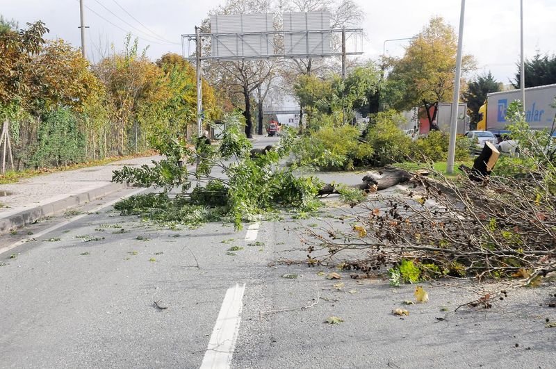 Yalova Belediyesi 180 ağaç kesti