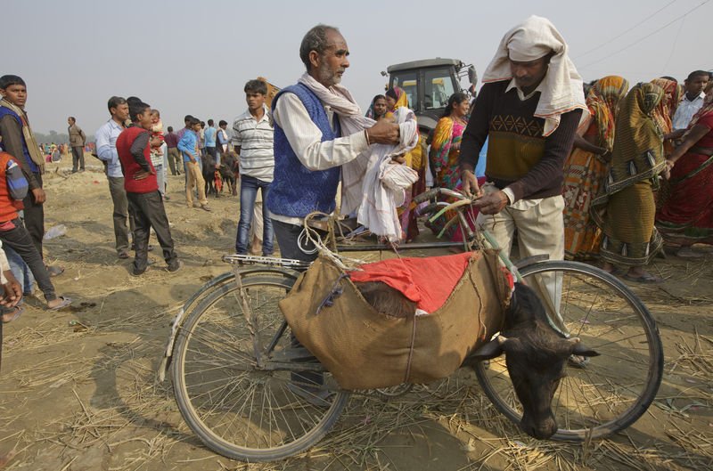 Nepal'de dini festivalde yüz binlerce hayvan kesildi