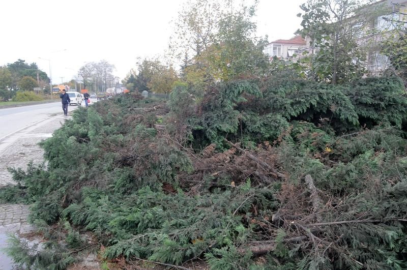 Yalova Belediyesi 180 ağaç kesti