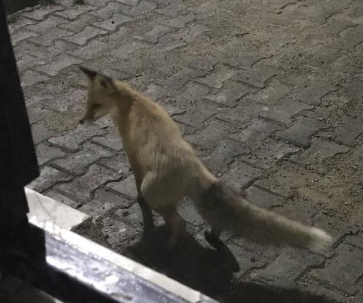 Doğu Karadeniz'de kar etkisi