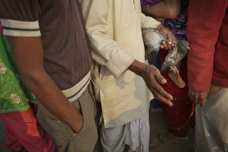 Nepal'de dini festivalde yüz binlerce hayvan kesildi