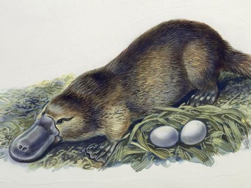 close-up-of-a-female-duck-billed-platypus-with-two-eggs-ornithorhynchus-anatinus.jpg