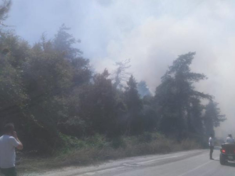 Bursa'da orman yangını