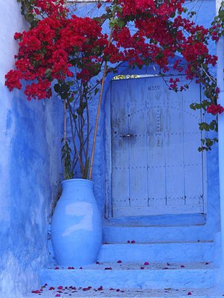 En güzel balkon ve bahçe çiçekleri
