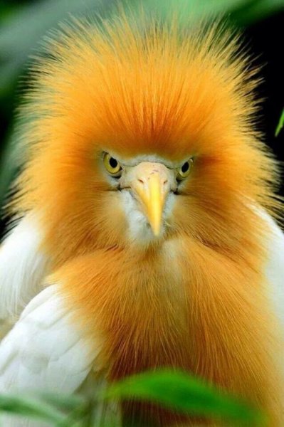 Doğanın en güzel renklerine sahip kuşlar