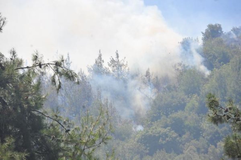Bursa'da orman yangını